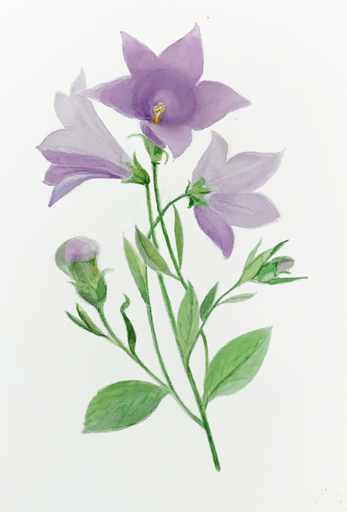 The Purple Bellflower