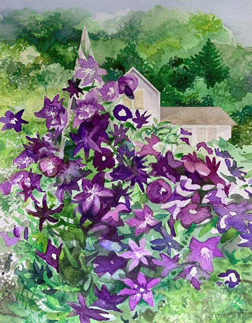 Purple Clematis in the Garden