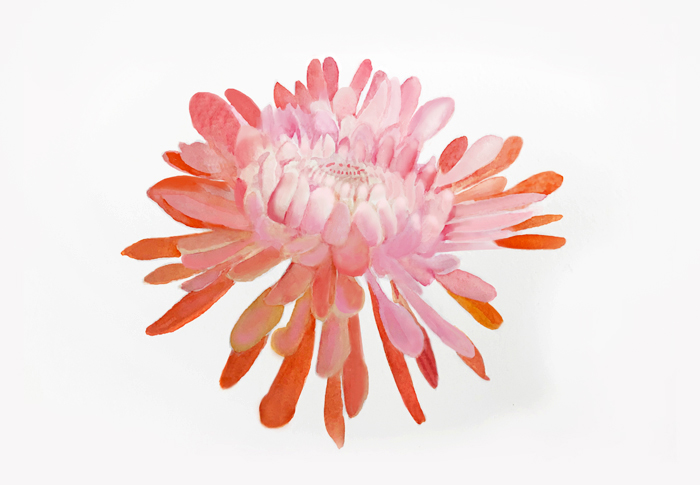 The Pink Chrysanthemum