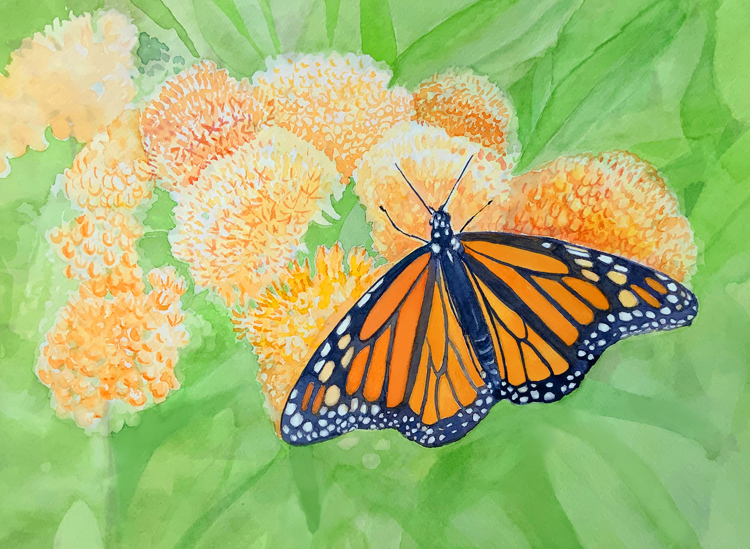 Monarch Visiting Asclepias
