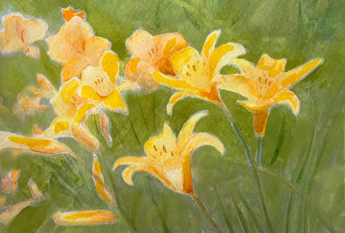The Daylily Garden